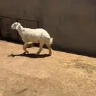 فحل حري ثني
