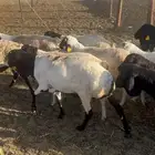 ذبايح برابر