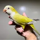 كويكر أليف متكلم .. غير متوفر
