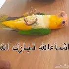 فروخ كايك قرين ثايد وكايك وايت بلي