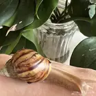 حلزون   كولاجين للبشرة