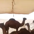 جمل قعود كفو للبيع