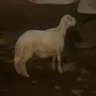 خروف للبيع
