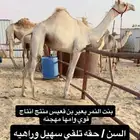 بكره بنت النمر بن قعيس للبيع هجن