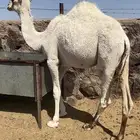 حيران للبيع