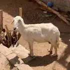 شاه دافع تم البيع. الله يبارك للمشتري
