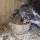جوز زاجل سباق