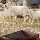 غنم رفد للبيع