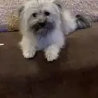 كلب ذكر سنه و نصف