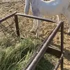 تيس البيع