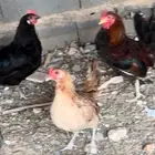 دجاج للبيع