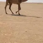 بكره