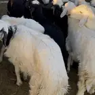 ذبايح الموقع شروره