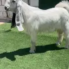 تيس عارضي ابيض صنف نادر خصمم