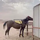 فرس إنجليزية مضربة قبل رمضان