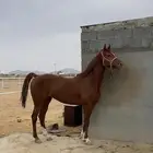 حصان شعبي حار
