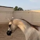 مهر عربي خط جمال حفيد مروان الشقب وفيه دمه ابطال