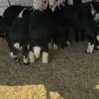 طليان نجادا