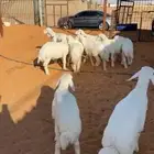 حري العدد 10 فيه ثلاث رخال