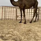 بكره مفروده