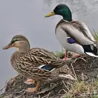 للبيع بط نحم