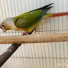 زوج كنيور
