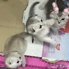 قطط سكوتش فولد سلفر بيور للبيع