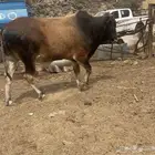 ثور هولندي فاخر