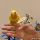 للبيع ببغاء روز لاتينو