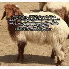 ذبايح تجمل وسمان مع التوصيل