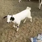 تيس بلدي صحه طيبه عمر 3 شهور تقريبا