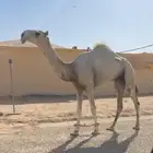 قعود اوضح كفو