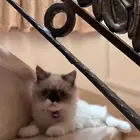 قطهه
