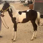مهر هندي شعبي