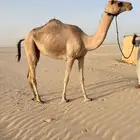 بكره طيبه لقيه للبيع