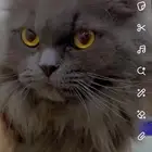 قط شيرازي اسود
