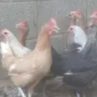 دجاج بلدي ودجاج فيومى بياض