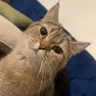 سكوتش بيور ستريت انثى