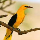 صفار كامري