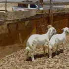 ذبايح لبانيه انتاج الحلال بريه على شعير وبرسيم