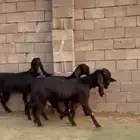 جفار ومعزاء مشاريييك قبرصي شاامي