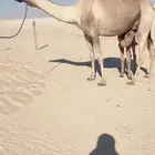 للبيع خلفه كفو ضغط عالي تحتها قعود