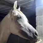 خيل شعبي