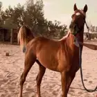 حصان شرط