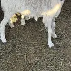 رخال وطليان