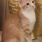 كيتين للتبني وقطط للتبني