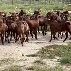 ماعز محايليه دهم للبيع