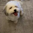 كلبه للبيع