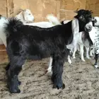 ذبايح تيوس جنوبيه وعوارض بلدي