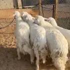 للبيع خرفان جذعان